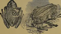 An illustration from The origin of life and process of reproduction in plants and animals : with the anatomy and physiology of the human generative system, male and female, and the causes, prevention and cure of the special diseases to which it is liable : a plain, practical treatise, for popular use / by Dr. F. Hollick ; illustrated by engravings and colored plates. (1902)