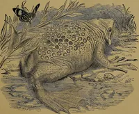 An illustration from The origin of life and process of reproduction in plants and animals : with the anatomy and physiology of the human generative system, male and female, and the causes, prevention and cure of the special diseases to which it is liable : a plain, practical treatise, for popular use / by Dr. F. Hollick ; illustrated by engravings and colored plates. (1902)