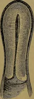 An illustration from The origin of life and process of reproduction in plants and animals : with the anatomy and physiology of the human generative system, male and female, and the causes, prevention and cure of the special diseases to which it is liable : a plain, practical treatise, for popular use / by Dr. F. Hollick ; illustrated by engravings and colored plates. (1902)