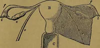 Picture 71 of 163 from The origin of life and process of reproduction in plants and animals : with the anatomy and physiology of the human generative system, male and female, and the causes, prevention and cure of the special diseases to which it is liable : a plain, practical treatise, for popular use / by Dr. F. Hollick ; illustrated by engravings and colored plates. (1902), leaf 293