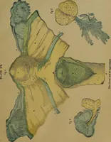 An illustration from The origin of life and process of reproduction in plants and animals : with the anatomy and physiology of the human generative system, male and female, and the causes, prevention and cure of the special diseases to which it is liable : a plain, practical treatise, for popular use / by Dr. F. Hollick ; illustrated by engravings and colored plates. (1902)