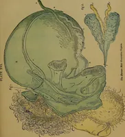 An illustration from The origin of life and process of reproduction in plants and animals : with the anatomy and physiology of the human generative system, male and female, and the causes, prevention and cure of the special diseases to which it is liable : a plain, practical treatise, for popular use / by Dr. F. Hollick ; illustrated by engravings and colored plates. (1902)