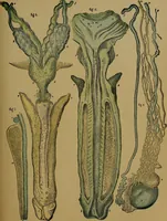 An illustration from The origin of life and process of reproduction in plants and animals : with the anatomy and physiology of the human generative system, male and female, and the causes, prevention and cure of the special diseases to which it is liable : a plain, practical treatise, for popular use / by Dr. F. Hollick ; illustrated by engravings and colored plates. (1902)