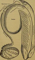 An illustration from The origin of life and process of reproduction in plants and animals : with the anatomy and physiology of the human generative system, male and female, and the causes, prevention and cure of the special diseases to which it is liable : a plain, practical treatise, for popular use / by Dr. F. Hollick ; illustrated by engravings and colored plates. (1902)