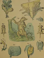 An illustration from The origin of life and process of reproduction in plants and animals : with the anatomy and physiology of the human generative system, male and female, and the causes, prevention and cure of the special diseases to which it is liable : a plain, practical treatise, for popular use / by Dr. F. Hollick ; illustrated by engravings and colored plates. (1902)
