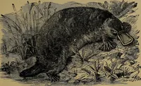 Picture 76 of 163 from The origin of life and process of reproduction in plants and animals : with the anatomy and physiology of the human generative system, male and female, and the causes, prevention and cure of the special diseases to which it is liable : a plain, practical treatise, for popular use / by Dr. F. Hollick ; illustrated by engravings and colored plates. (1902), leaf 329