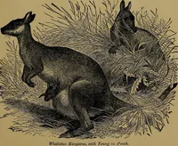 An illustration from The origin of life and process of reproduction in plants and animals : with the anatomy and physiology of the human generative system, male and female, and the causes, prevention and cure of the special diseases to which it is liable : a plain, practical treatise, for popular use / by Dr. F. Hollick ; illustrated by engravings and colored plates. (1902)