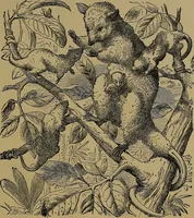 An illustration from The origin of life and process of reproduction in plants and animals : with the anatomy and physiology of the human generative system, male and female, and the causes, prevention and cure of the special diseases to which it is liable : a plain, practical treatise, for popular use / by Dr. F. Hollick ; illustrated by engravings and colored plates. (1902)