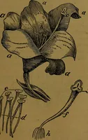 An illustration from The origin of life and process of reproduction in plants and animals : with the anatomy and physiology of the human generative system, male and female, and the causes, prevention and cure of the special diseases to which it is liable : a plain, practical treatise, for popular use / by Dr. F. Hollick ; illustrated by engravings and colored plates. (1902)