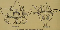 Picture 81 of 163 from The origin of life and process of reproduction in plants and animals : with the anatomy and physiology of the human generative system, male and female, and the causes, prevention and cure of the special diseases to which it is liable : a plain, practical treatise, for popular use / by Dr. F. Hollick ; illustrated by engravings and colored plates. (1902), leaf 344