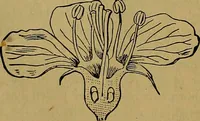 An illustration from The origin of life and process of reproduction in plants and animals : with the anatomy and physiology of the human generative system, male and female, and the causes, prevention and cure of the special diseases to which it is liable : a plain, practical treatise, for popular use / by Dr. F. Hollick ; illustrated by engravings and colored plates. (1902)