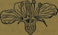 Picture 84 of 163 from The origin of life and process of reproduction in plants and animals : with the anatomy and physiology of the human generative system, male and female, and the causes, prevention and cure of the special diseases to which it is liable : a plain, practical treatise, for popular use / by Dr. F. Hollick ; illustrated by engravings and colored plates. (1902), leaf 346