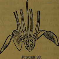 Picture 85 of 163 from The origin of life and process of reproduction in plants and animals : with the anatomy and physiology of the human generative system, male and female, and the causes, prevention and cure of the special diseases to which it is liable : a plain, practical treatise, for popular use / by Dr. F. Hollick ; illustrated by engravings and colored plates. (1902), leaf 346