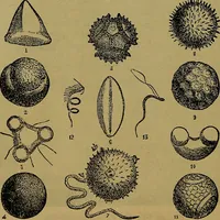 Picture 88 of 163 from The origin of life and process of reproduction in plants and animals : with the anatomy and physiology of the human generative system, male and female, and the causes, prevention and cure of the special diseases to which it is liable : a plain, practical treatise, for popular use / by Dr. F. Hollick ; illustrated by engravings and colored plates. (1902), leaf 348
