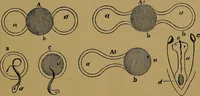 Picture 90 of 163 from The origin of life and process of reproduction in plants and animals : with the anatomy and physiology of the human generative system, male and female, and the causes, prevention and cure of the special diseases to which it is liable : a plain, practical treatise, for popular use / by Dr. F. Hollick ; illustrated by engravings and colored plates. (1902), leaf 351