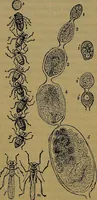 An illustration from The origin of life and process of reproduction in plants and animals : with the anatomy and physiology of the human generative system, male and female, and the causes, prevention and cure of the special diseases to which it is liable : a plain, practical treatise, for popular use / by Dr. F. Hollick ; illustrated by engravings and colored plates. (1902)