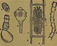 An illustration from The origin of life and process of reproduction in plants and animals : with the anatomy and physiology of the human generative system, male and female, and the causes, prevention and cure of the special diseases to which it is liable : a plain, practical treatise, for popular use / by Dr. F. Hollick ; illustrated by engravings and colored plates. (1902)