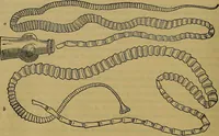 An illustration from The origin of life and process of reproduction in plants and animals : with the anatomy and physiology of the human generative system, male and female, and the causes, prevention and cure of the special diseases to which it is liable : a plain, practical treatise, for popular use / by Dr. F. Hollick ; illustrated by engravings and colored plates. (1902)