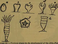 Picture 94 of 163 from The origin of life and process of reproduction in plants and animals : with the anatomy and physiology of the human generative system, male and female, and the causes, prevention and cure of the special diseases to which it is liable : a plain, practical treatise, for popular use / by Dr. F. Hollick ; illustrated by engravings and colored plates. (1902), leaf 363
