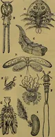 An illustration from The origin of life and process of reproduction in plants and animals : with the anatomy and physiology of the human generative system, male and female, and the causes, prevention and cure of the special diseases to which it is liable : a plain, practical treatise, for popular use / by Dr. F. Hollick ; illustrated by engravings and colored plates. (1902)