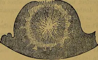 Picture 99 of 163 from The origin of life and process of reproduction in plants and animals : with the anatomy and physiology of the human generative system, male and female, and the causes, prevention and cure of the special diseases to which it is liable : a plain, practical treatise, for popular use / by Dr. F. Hollick ; illustrated by engravings and colored plates. (1902), leaf 370