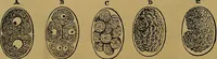 An illustration from The origin of life and process of reproduction in plants and animals : with the anatomy and physiology of the human generative system, male and female, and the causes, prevention and cure of the special diseases to which it is liable : a plain, practical treatise, for popular use / by Dr. F. Hollick ; illustrated by engravings and colored plates. (1902)