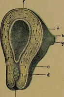 An illustration from The origin of life and process of reproduction in plants and animals : with the anatomy and physiology of the human generative system, male and female, and the causes, prevention and cure of the special diseases to which it is liable : a plain, practical treatise, for popular use / by Dr. F. Hollick ; illustrated by engravings and colored plates. (1902)