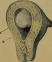 An illustration from The origin of life and process of reproduction in plants and animals : with the anatomy and physiology of the human generative system, male and female, and the causes, prevention and cure of the special diseases to which it is liable : a plain, practical treatise, for popular use / by Dr. F. Hollick ; illustrated by engravings and colored plates. (1902)