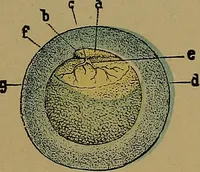 Picture 106 of 163 from The origin of life and process of reproduction in plants and animals : with the anatomy and physiology of the human generative system, male and female, and the causes, prevention and cure of the special diseases to which it is liable : a plain, practical treatise, for popular use / by Dr. F. Hollick ; illustrated by engravings and colored plates. (1902), leaf 381