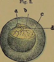 Picture 107 of 163 from The origin of life and process of reproduction in plants and animals : with the anatomy and physiology of the human generative system, male and female, and the causes, prevention and cure of the special diseases to which it is liable : a plain, practical treatise, for popular use / by Dr. F. Hollick ; illustrated by engravings and colored plates. (1902), leaf 381