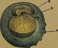 Picture 109 of 163 from The origin of life and process of reproduction in plants and animals : with the anatomy and physiology of the human generative system, male and female, and the causes, prevention and cure of the special diseases to which it is liable : a plain, practical treatise, for popular use / by Dr. F. Hollick ; illustrated by engravings and colored plates. (1902), leaf 381