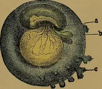 Picture 110 of 163 from The origin of life and process of reproduction in plants and animals : with the anatomy and physiology of the human generative system, male and female, and the causes, prevention and cure of the special diseases to which it is liable : a plain, practical treatise, for popular use / by Dr. F. Hollick ; illustrated by engravings and colored plates. (1902), leaf 381