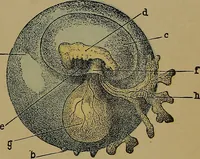 An illustration from The origin of life and process of reproduction in plants and animals : with the anatomy and physiology of the human generative system, male and female, and the causes, prevention and cure of the special diseases to which it is liable : a plain, practical treatise, for popular use / by Dr. F. Hollick ; illustrated by engravings and colored plates. (1902)