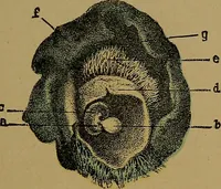 An illustration from The origin of life and process of reproduction in plants and animals : with the anatomy and physiology of the human generative system, male and female, and the causes, prevention and cure of the special diseases to which it is liable : a plain, practical treatise, for popular use / by Dr. F. Hollick ; illustrated by engravings and colored plates. (1902)