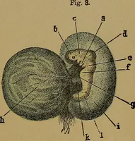 Picture 114 of 163 from The origin of life and process of reproduction in plants and animals : with the anatomy and physiology of the human generative system, male and female, and the causes, prevention and cure of the special diseases to which it is liable : a plain, practical treatise, for popular use / by Dr. F. Hollick ; illustrated by engravings and colored plates. (1902), leaf 389