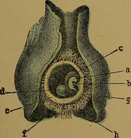 Picture 115 of 163 from The origin of life and process of reproduction in plants and animals : with the anatomy and physiology of the human generative system, male and female, and the causes, prevention and cure of the special diseases to which it is liable : a plain, practical treatise, for popular use / by Dr. F. Hollick ; illustrated by engravings and colored plates. (1902), leaf 389