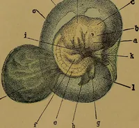 An illustration from The origin of life and process of reproduction in plants and animals : with the anatomy and physiology of the human generative system, male and female, and the causes, prevention and cure of the special diseases to which it is liable : a plain, practical treatise, for popular use / by Dr. F. Hollick ; illustrated by engravings and colored plates. (1902)
