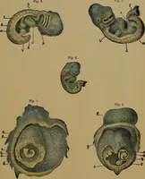 Picture 117 of 163 from The origin of life and process of reproduction in plants and animals : with the anatomy and physiology of the human generative system, male and female, and the causes, prevention and cure of the special diseases to which it is liable : a plain, practical treatise, for popular use / by Dr. F. Hollick ; illustrated by engravings and colored plates. (1902), leaf 393