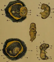 Picture 118 of 163 from The origin of life and process of reproduction in plants and animals : with the anatomy and physiology of the human generative system, male and female, and the causes, prevention and cure of the special diseases to which it is liable : a plain, practical treatise, for popular use / by Dr. F. Hollick ; illustrated by engravings and colored plates. (1902), leaf 405