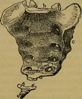 Picture 120 of 163 from The origin of life and process of reproduction in plants and animals : with the anatomy and physiology of the human generative system, male and female, and the causes, prevention and cure of the special diseases to which it is liable : a plain, practical treatise, for popular use / by Dr. F. Hollick ; illustrated by engravings and colored plates. (1902), leaf 446