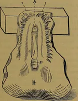 An illustration from The origin of life and process of reproduction in plants and animals : with the anatomy and physiology of the human generative system, male and female, and the causes, prevention and cure of the special diseases to which it is liable : a plain, practical treatise, for popular use / by Dr. F. Hollick ; illustrated by engravings and colored plates. (1902)