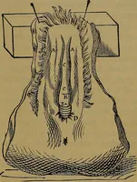 Picture 122 of 163 from The origin of life and process of reproduction in plants and animals : with the anatomy and physiology of the human generative system, male and female, and the causes, prevention and cure of the special diseases to which it is liable : a plain, practical treatise, for popular use / by Dr. F. Hollick ; illustrated by engravings and colored plates. (1902), leaf 475