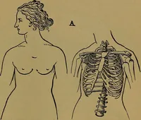 Picture 123 of 163 from The origin of life and process of reproduction in plants and animals : with the anatomy and physiology of the human generative system, male and female, and the causes, prevention and cure of the special diseases to which it is liable : a plain, practical treatise, for popular use / by Dr. F. Hollick ; illustrated by engravings and colored plates. (1902), leaf 511