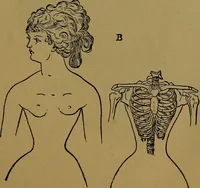 Picture 124 of 163 from The origin of life and process of reproduction in plants and animals : with the anatomy and physiology of the human generative system, male and female, and the causes, prevention and cure of the special diseases to which it is liable : a plain, practical treatise, for popular use / by Dr. F. Hollick ; illustrated by engravings and colored plates. (1902), leaf 511