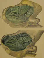 Picture 125 of 163 from The origin of life and process of reproduction in plants and animals : with the anatomy and physiology of the human generative system, male and female, and the causes, prevention and cure of the special diseases to which it is liable : a plain, practical treatise, for popular use / by Dr. F. Hollick ; illustrated by engravings and colored plates. (1902), leaf 513