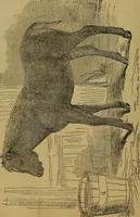 An illustration from The origin of life and process of reproduction in plants and animals : with the anatomy and physiology of the human generative system, male and female, and the causes, prevention and cure of the special diseases to which it is liable : a plain, practical treatise, for popular use / by Dr. F. Hollick ; illustrated by engravings and colored plates. (1902)