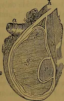 An illustration from The origin of life and process of reproduction in plants and animals : with the anatomy and physiology of the human generative system, male and female, and the causes, prevention and cure of the special diseases to which it is liable : a plain, practical treatise, for popular use / by Dr. F. Hollick ; illustrated by engravings and colored plates. (1902)