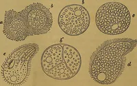 An illustration from The origin of life and process of reproduction in plants and animals : with the anatomy and physiology of the human generative system, male and female, and the causes, prevention and cure of the special diseases to which it is liable : a plain, practical treatise, for popular use / by Dr. F. Hollick ; illustrated by engravings and colored plates. (1902)