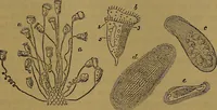 An illustration from The origin of life and process of reproduction in plants and animals : with the anatomy and physiology of the human generative system, male and female, and the causes, prevention and cure of the special diseases to which it is liable : a plain, practical treatise, for popular use / by Dr. F. Hollick ; illustrated by engravings and colored plates. (1902)