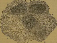 An illustration from The origin of life and process of reproduction in plants and animals : with the anatomy and physiology of the human generative system, male and female, and the causes, prevention and cure of the special diseases to which it is liable : a plain, practical treatise, for popular use / by Dr. F. Hollick ; illustrated by engravings and colored plates. (1902)
